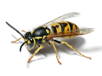 Yellow Jacket